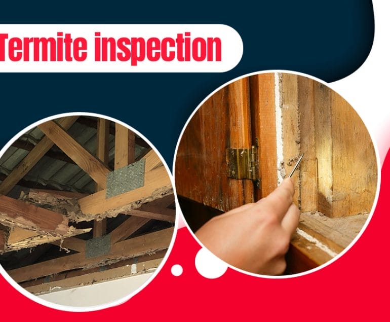 All About Termite Inspection