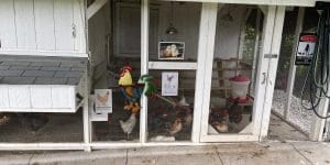 High-End-Chicken-Coup-2