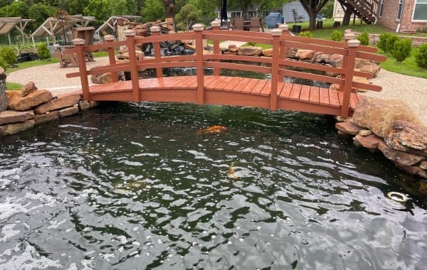 Swimming-Pool-to-Koi-Fish-Pond-conversion-9